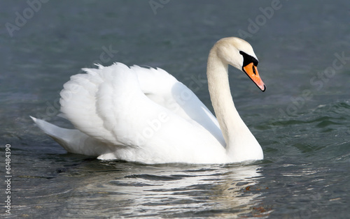 Fototapeta Naklejka Na Ścianę i Meble -  White swan in the water.