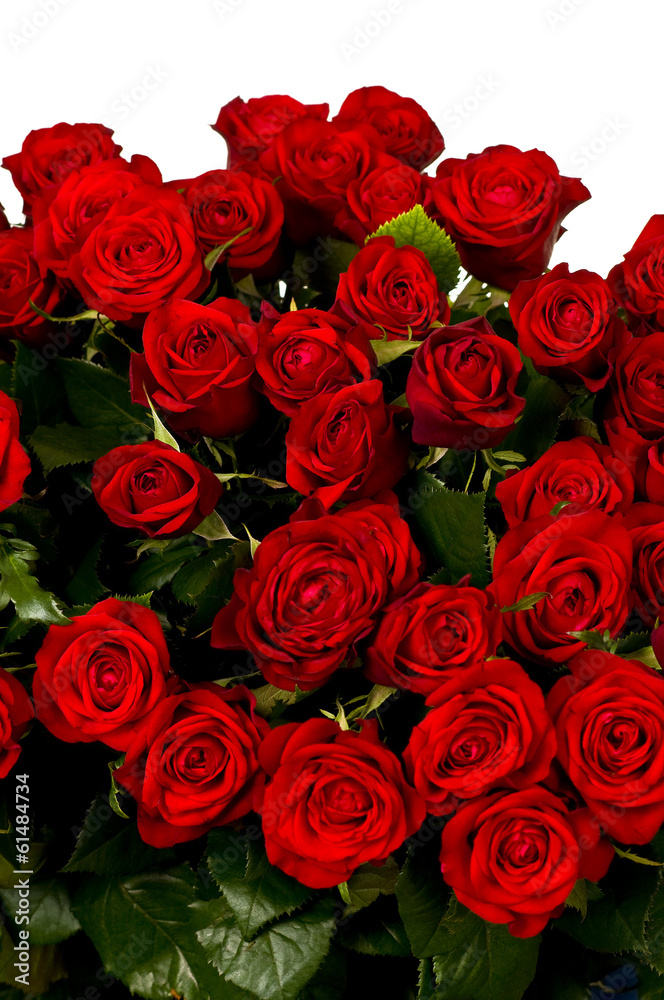 Red roses, a huge bouquet of flowers . Red roses, a huge bouquet of flowers .
