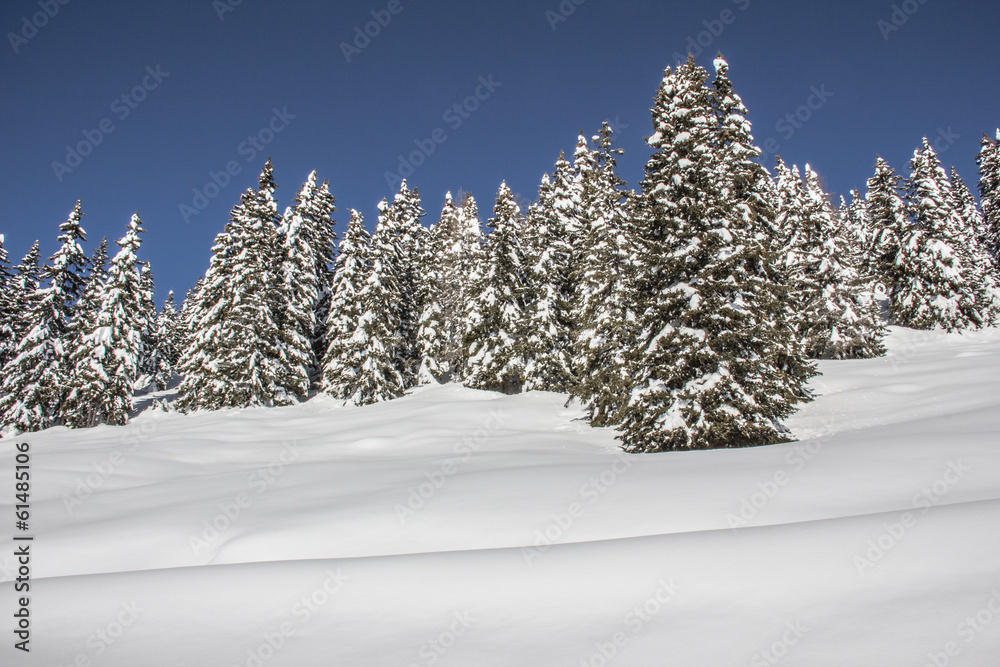 Winter Scenery With Trees Snow And Blue Sky