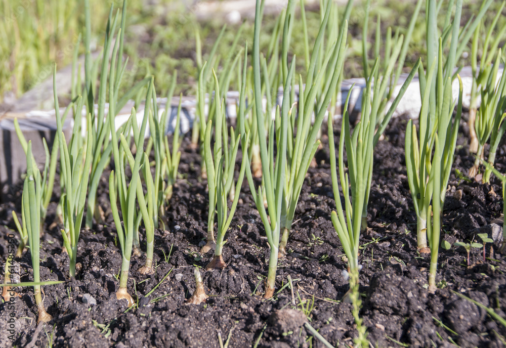 The onion bed The onion bed