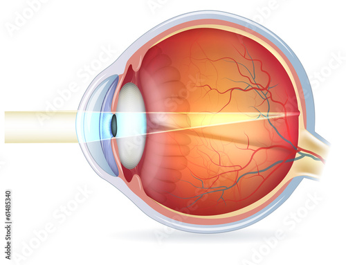 Human eye cross section, normal vision