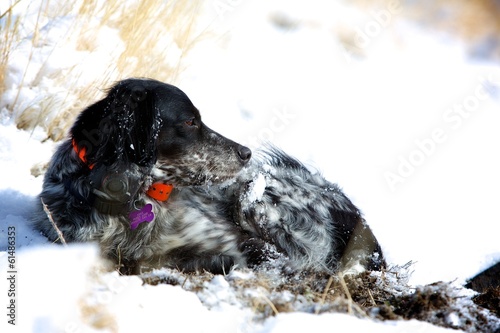 Obraz na płótnie Springer Spaniel