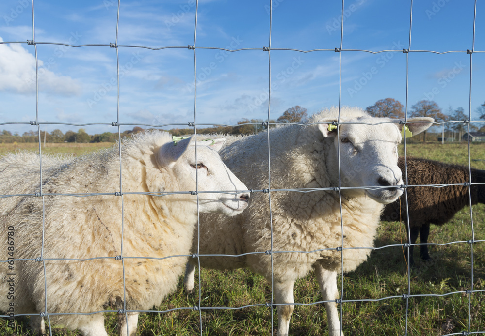 Obraz premium two sheep