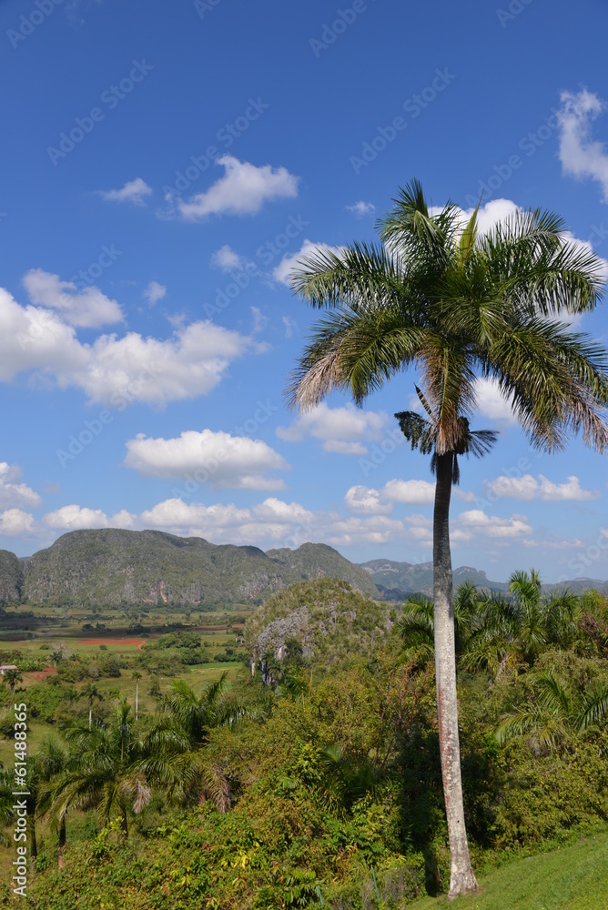 Naklejka premium Palm tree in Cuba, Vinales