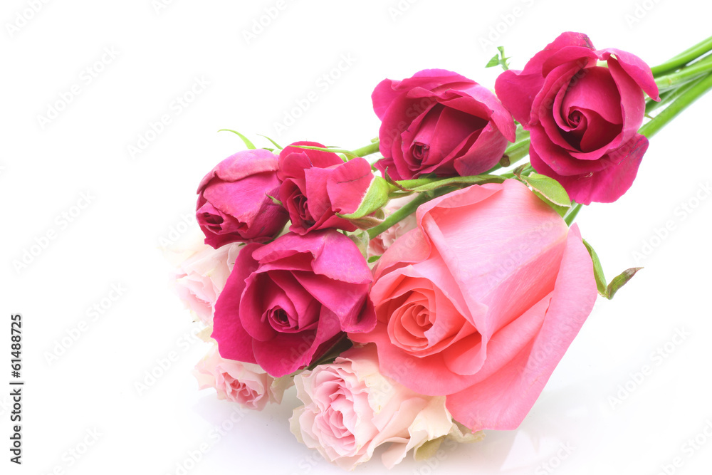薔薇 薔薇