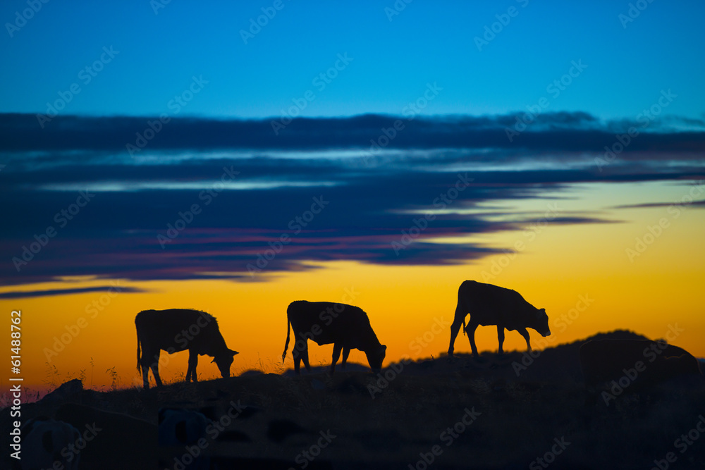 mucche al tramonto - obrazy, fototapety, plakaty 