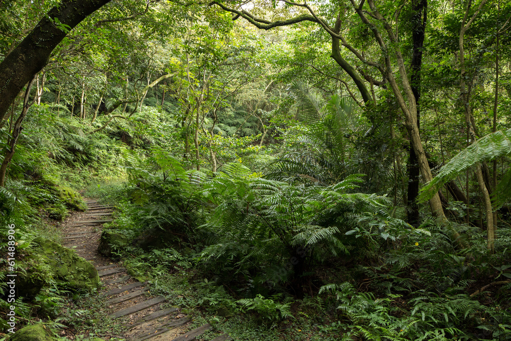 Obraz premium Path in a lush and verdant forest full of trees and plants