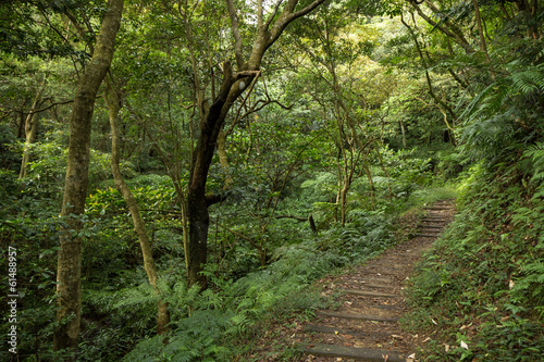 Path in a lush and verdant forest full of trees and plants
