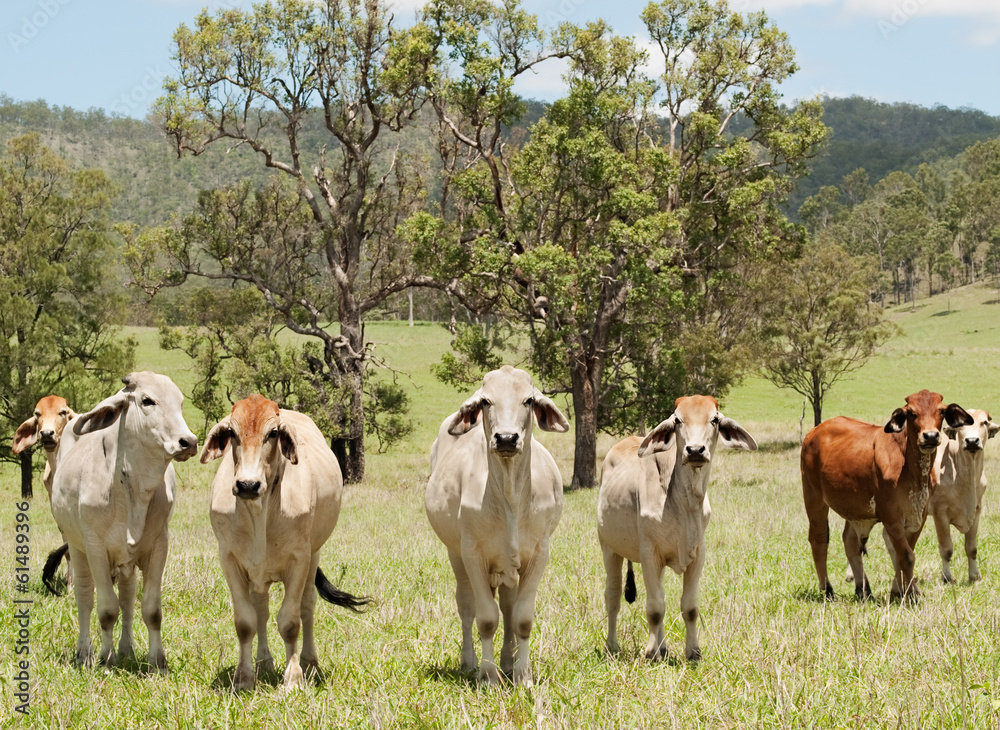 Australian countryside farm scene with cows