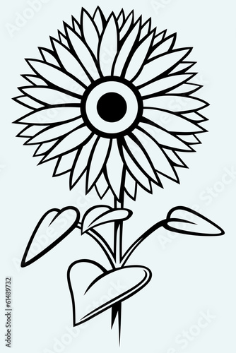 Fototapeta Naklejka Na Ścianę i Meble -  Sunflower. Image isolated on blue background