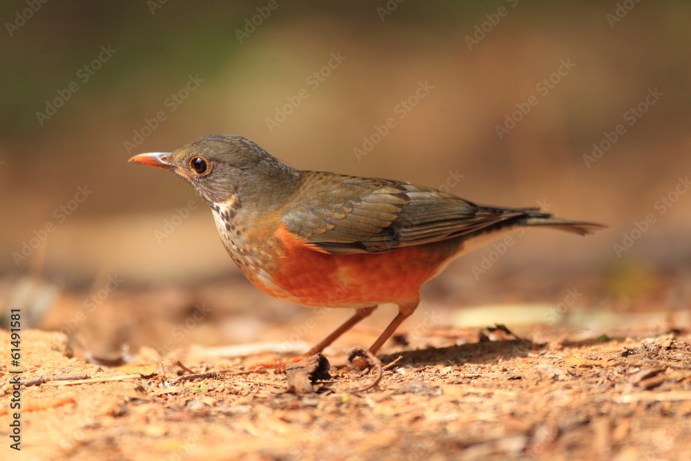 Fototapeta premium Black-breasted Thrush (Turdus dissimilis) 