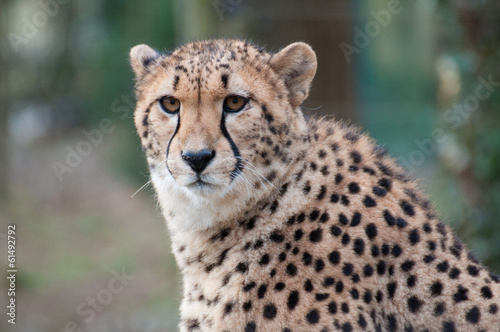 Gepard, Cheetah
