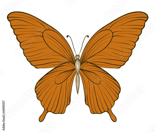 beautiful vintage butterfly isolated on white background