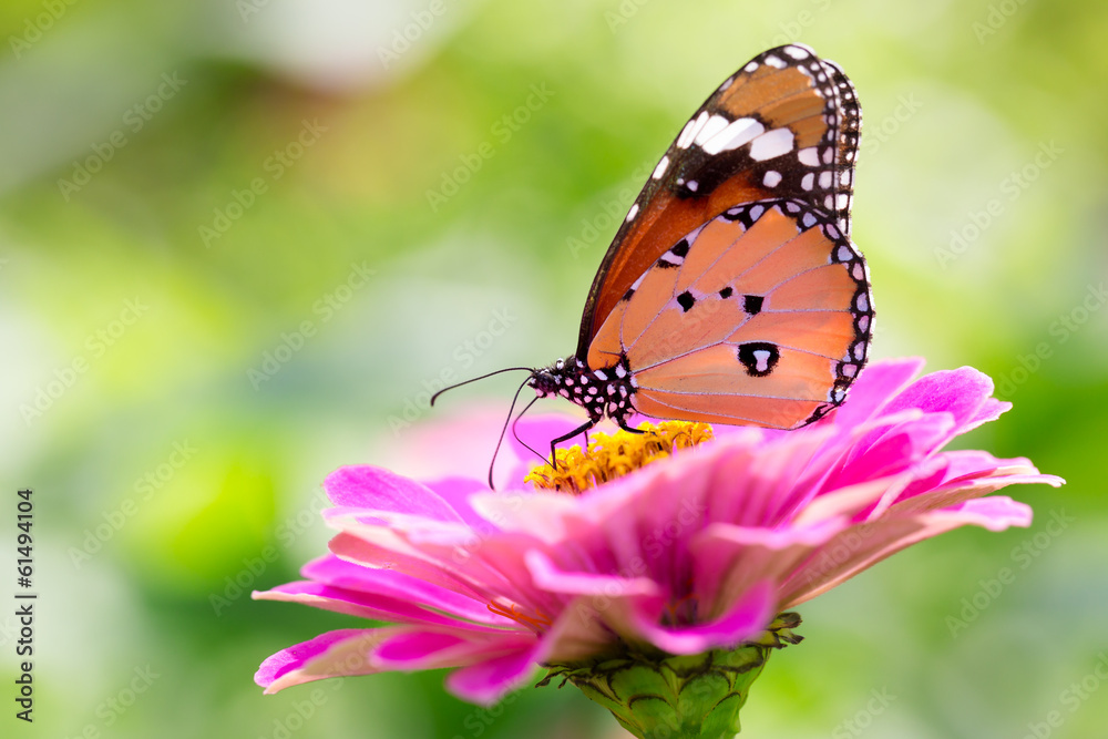 Closeup butterfly on flower (Common tiger butterfly) Closeup butterfly on flower (Common tiger butterfly)