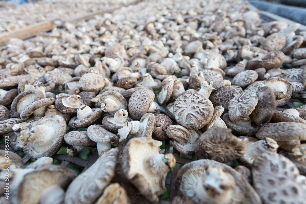 Shiitake Mushrooms