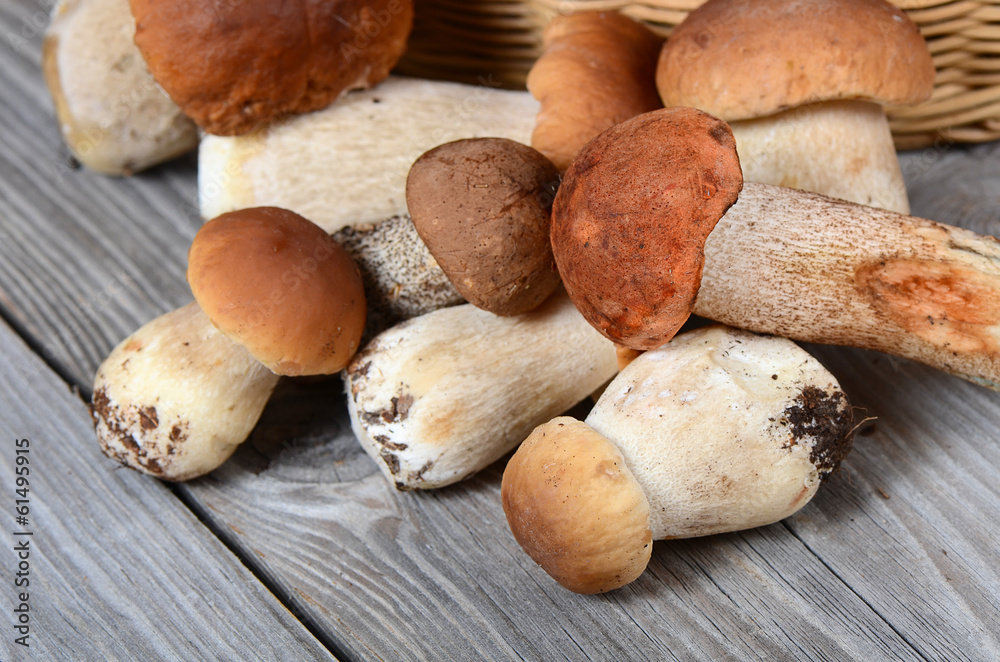 The raw boletus edulis a background The raw boletus edulis a background