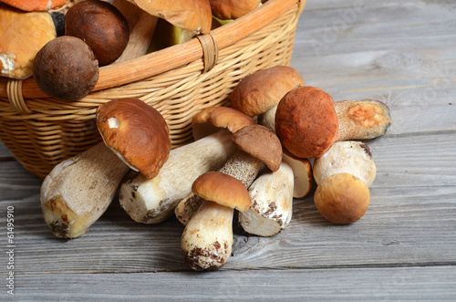 The raw boletus edulis a background