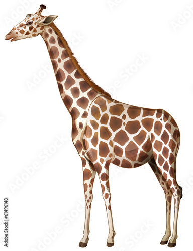 A giraffe