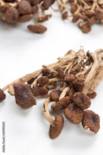 brown tea tree mushrooms