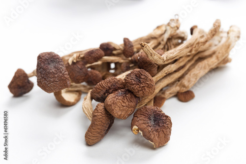 brown tea tree mushrooms