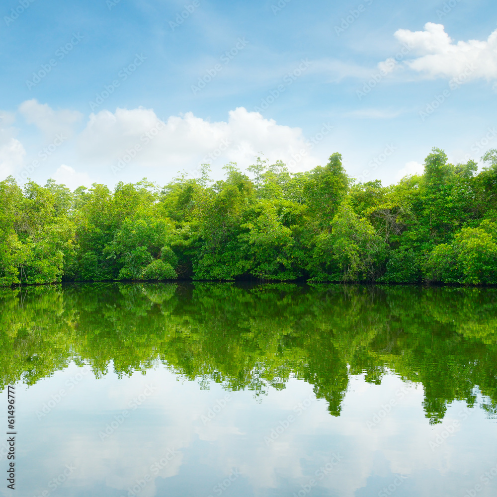 Fototapeta premium Mangroves and blue sky