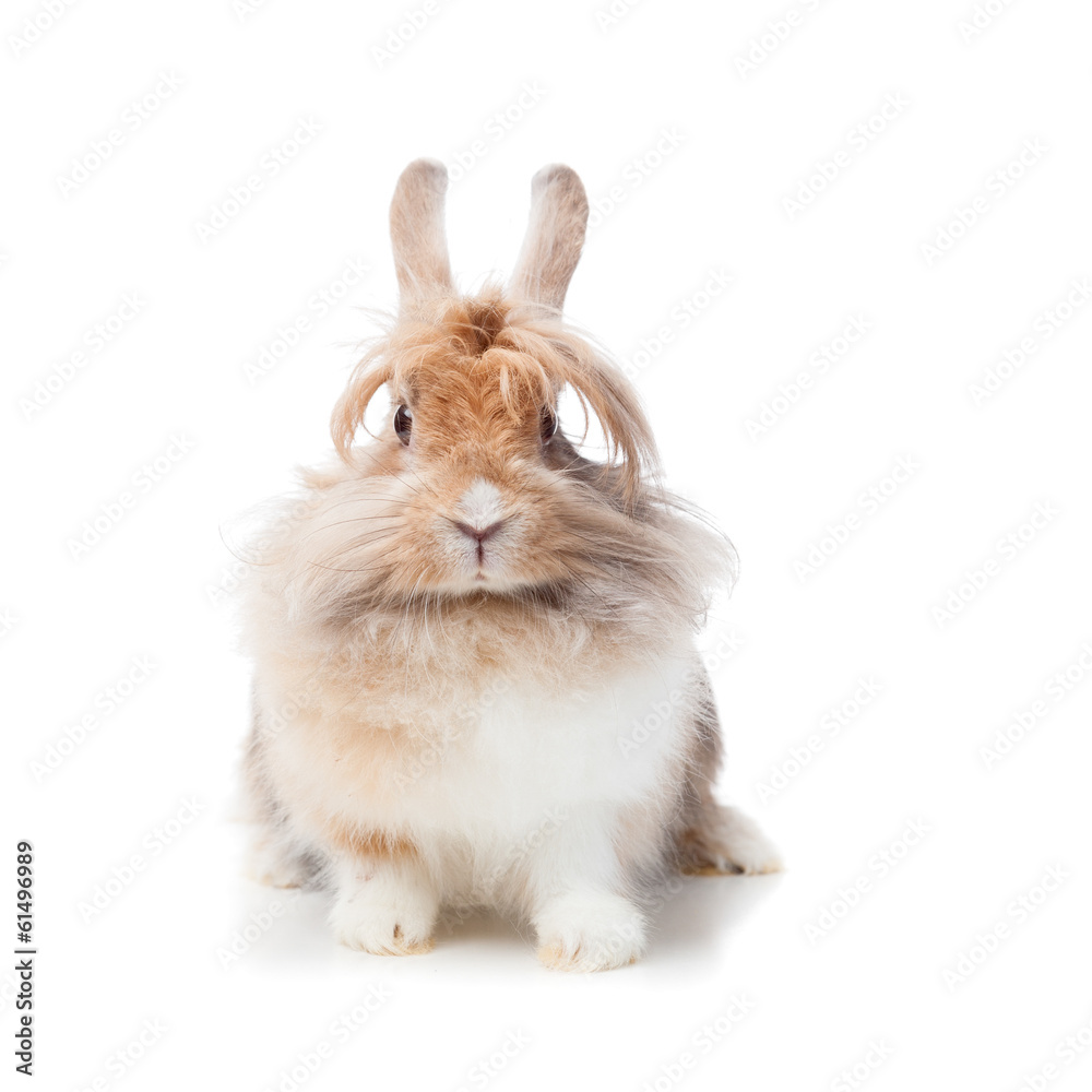 funny rabbit funny rabbit