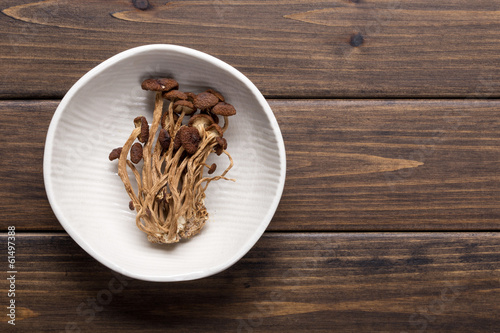 brown tea tree mushrooms photo
