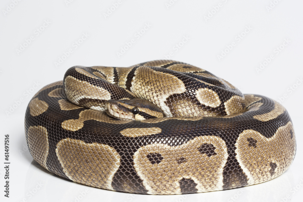 Obraz premium Tigerpython zieht sich zurück