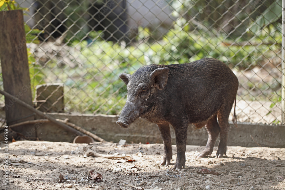 Boar in cage Boar in cage