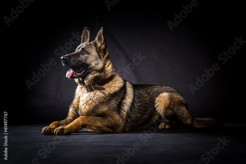 Canvas Print German shepherd in front of a black background
