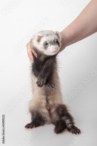 domestic polecat