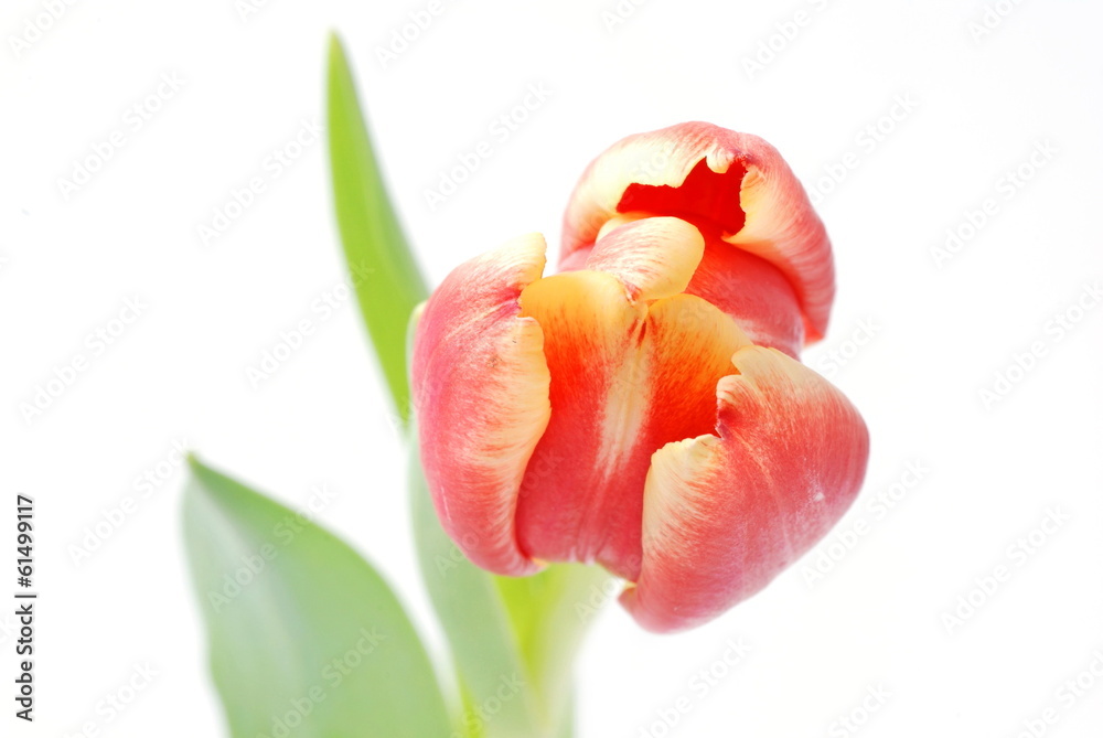 Naklejka premium Tulpe