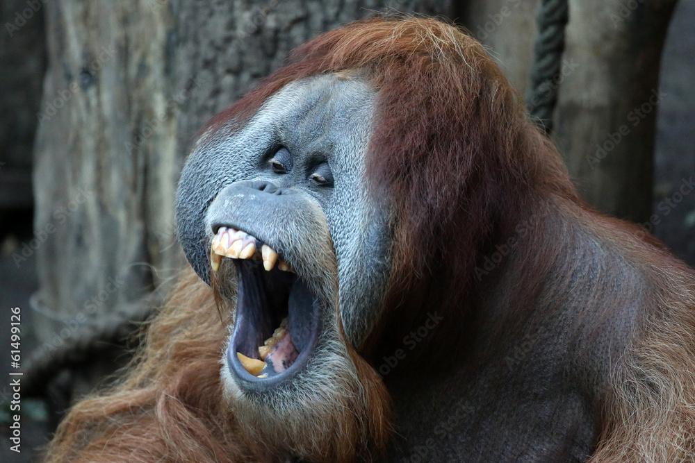 Fototapeta premium gähnender Orang-Utan