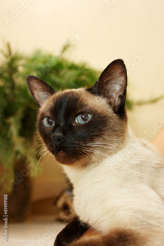 Siamese cat portrait © argot