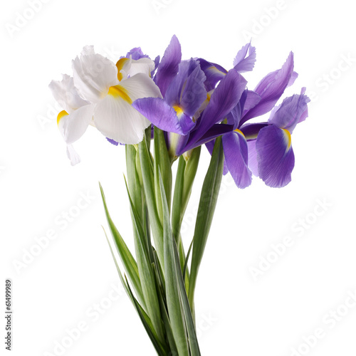 Fototapeta Naklejka Na Ścianę i Meble -  Blue and white irises