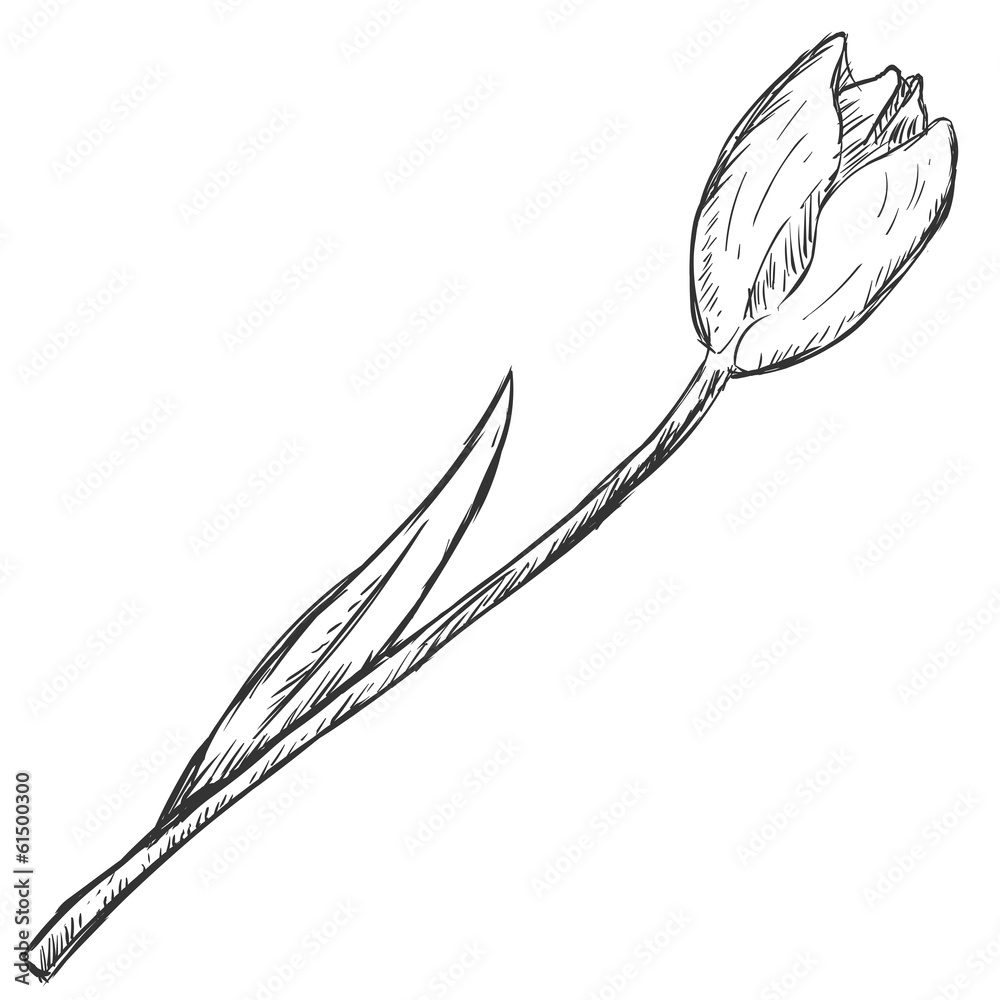 Vector Sketch Illustration - tulip Vector Sketch Illustration - tulip