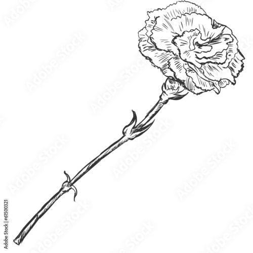 Vector Sketch Illustration - carnation