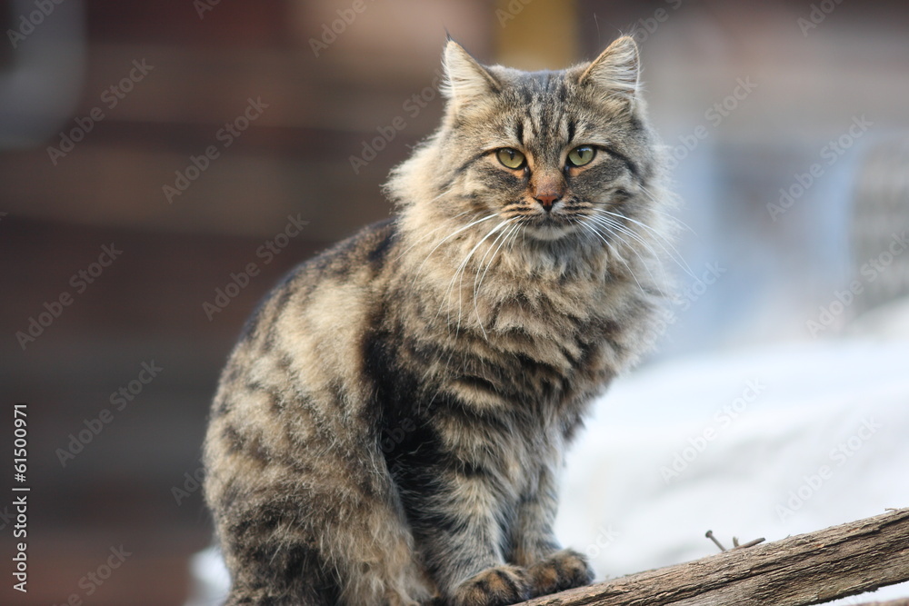 Homeless cat portrait in the autumn city Homeless cat portrait in the autumn city