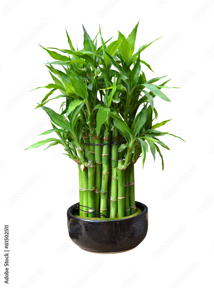 Fototapeta premium bamboo in a pot