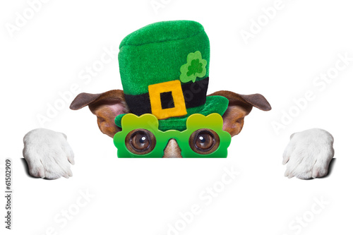 st patricks  day dog photo