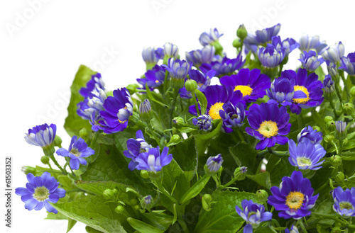 Florists Cineraria