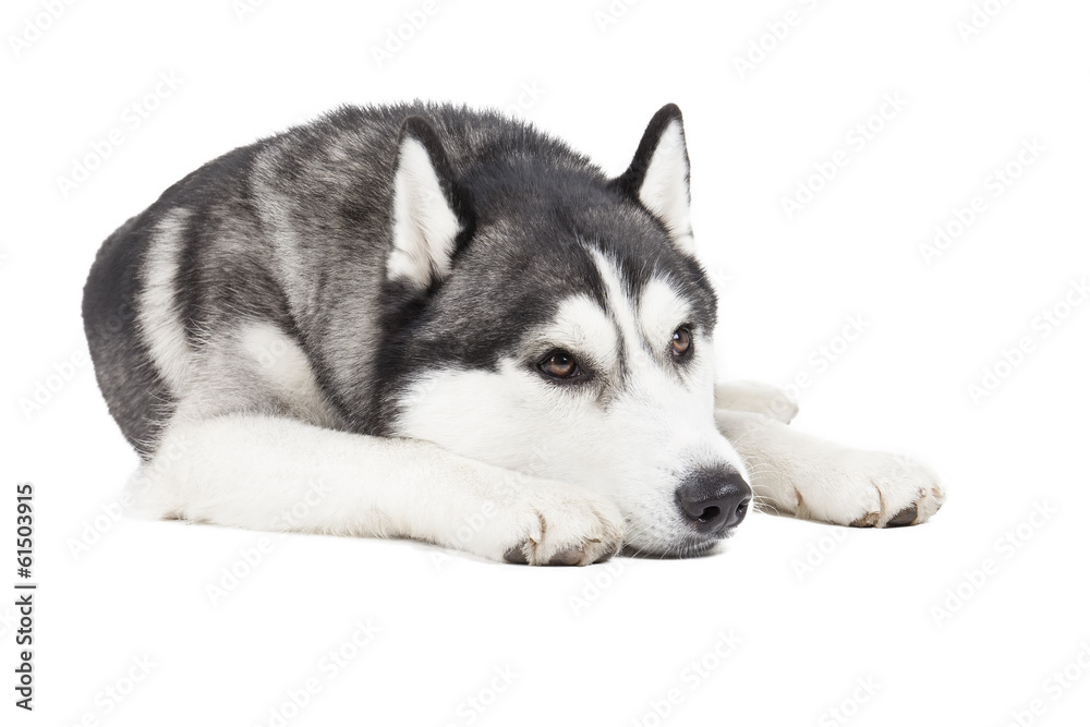 Fototapeta premium Siberian husky
