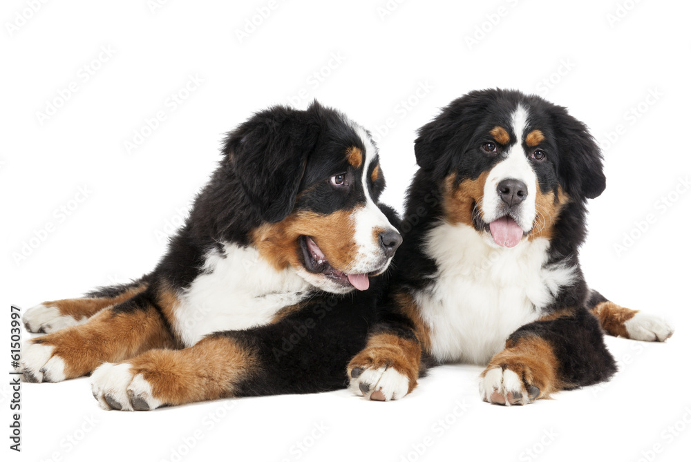 Bernese mountain dog