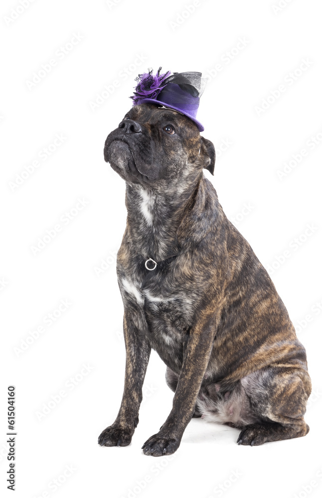 Ca de Bou (Mallorquin Mastiff, Mallorquin Bulldog, Perro Dogo Ma Ca de Bou (Mallorquin Mastiff, Mallorquin Bulldog, Perro Dogo Ma
