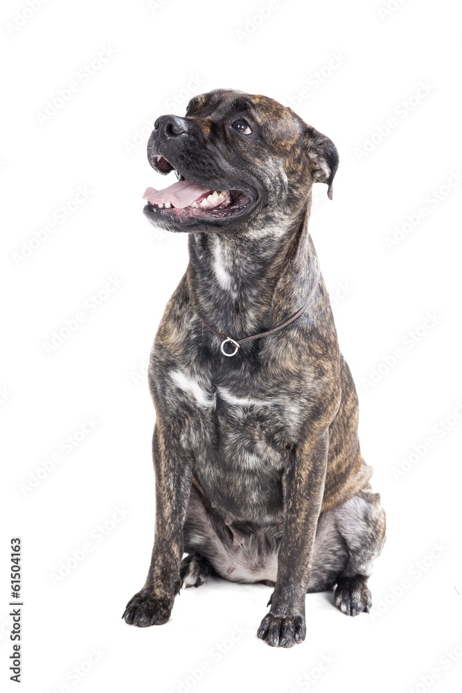 Obraz premium Ca de Bou (Mallorquin Mastiff, Mallorquin Bulldog, Perro Dogo Ma