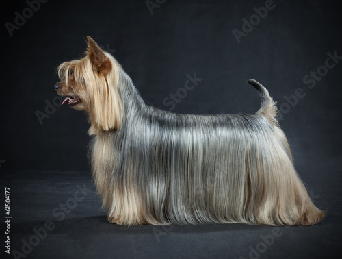 Fotografie Australian Silky Terrier