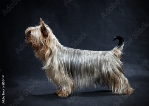 Bild auf Leinwand Australian Silky Terrier