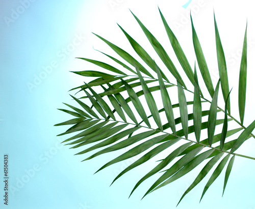 Beautiful palm leaves on blue background