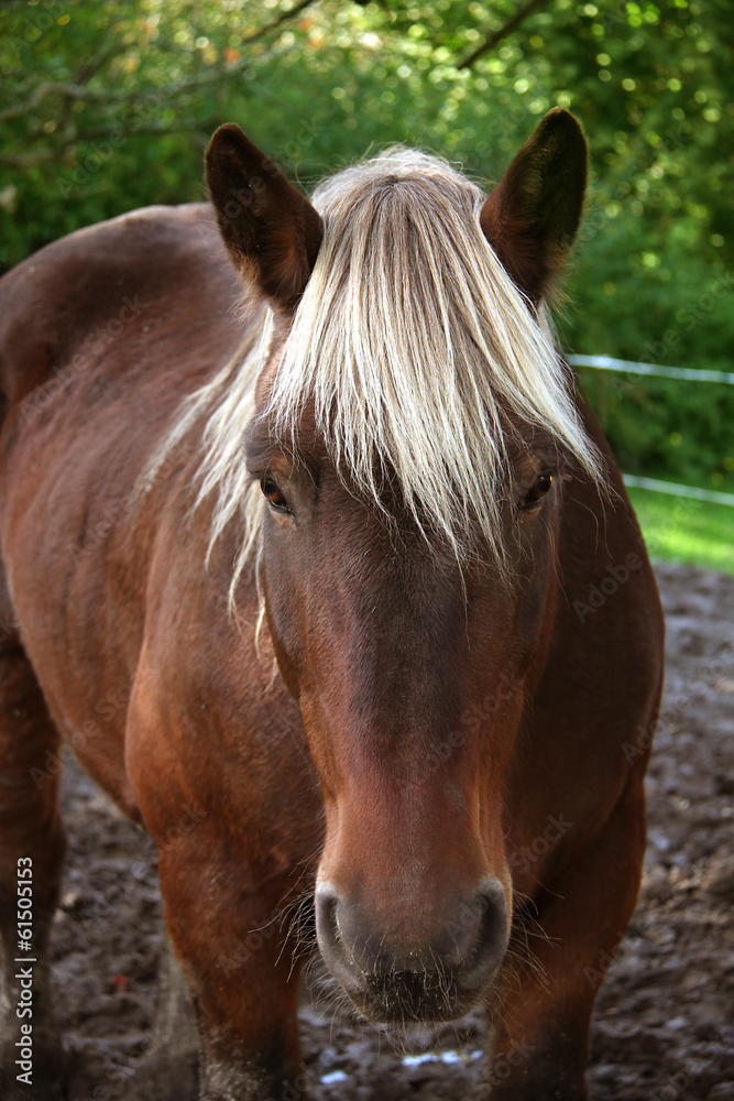 Obraz premium Cheval