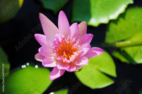 Pink Lotus